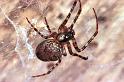 Meta_merianae_RF0670_Z_82_Les Gris_Frankrijk